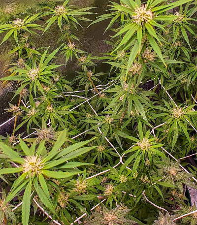 Blow Dream fem (Victory Seeds) семена конопли — изображение 4