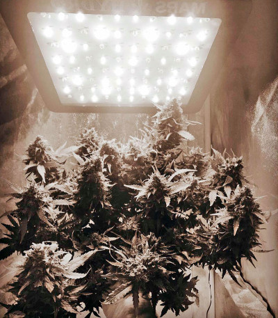 Bubblelicious Automatic fem (Nirvana Seeds) семена конопли — изображение 3