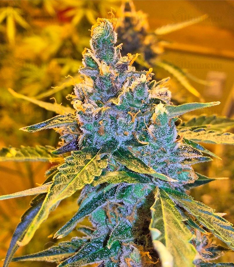 Californian Snow Auto (FastBuds) — изображение 3