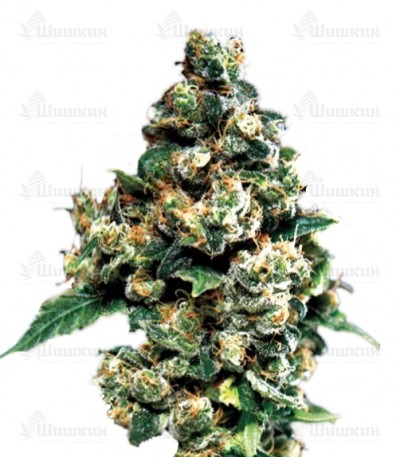 Jack Herer (GHS) семена конопли