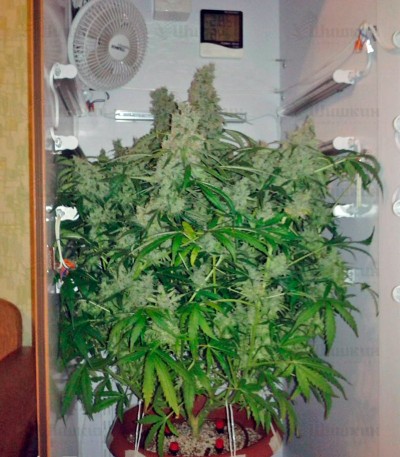 Jack Herer (GHS) семена конопли — изображение 4