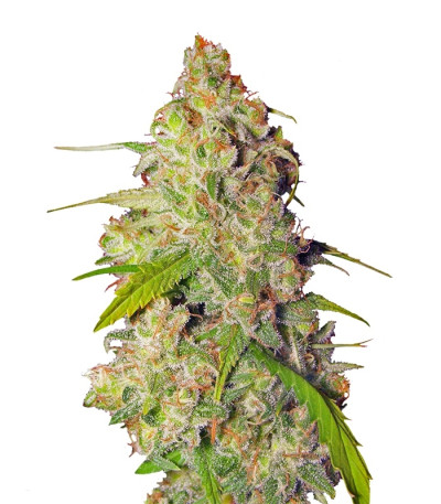 Gagarin Haze (Dutch Passion)