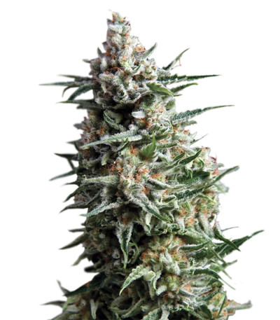 Семена сорта Auto Anesthesia fem (Pyramid Seeds)