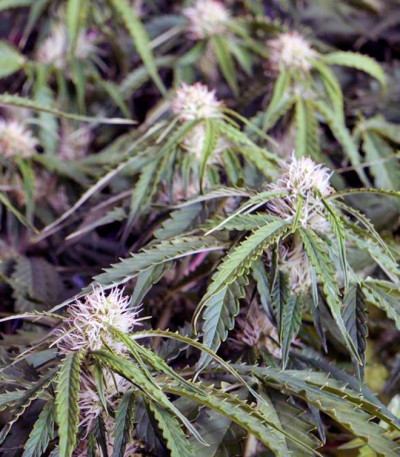 Семена сорта Auto Anesthesia fem (Pyramid Seeds) — изображение 4