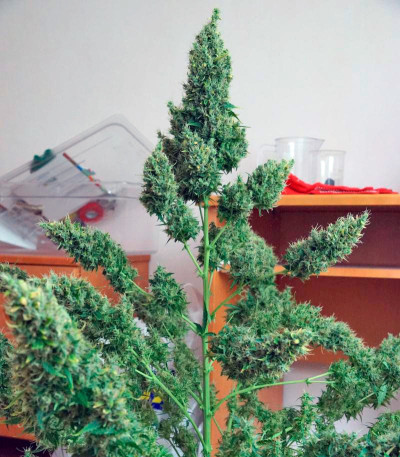 Семена сорта Auto Anesthesia fem (Pyramid Seeds) — изображение 5