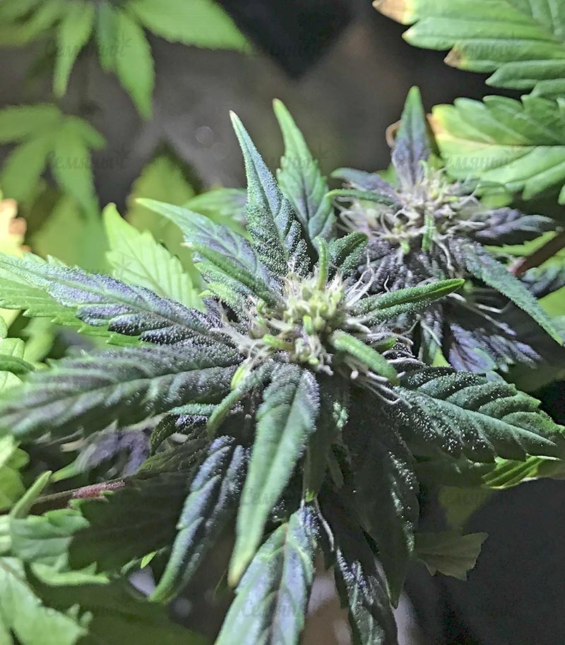 Семена сорта Eleven Roses (Delicious Seeds) — изображение 6
