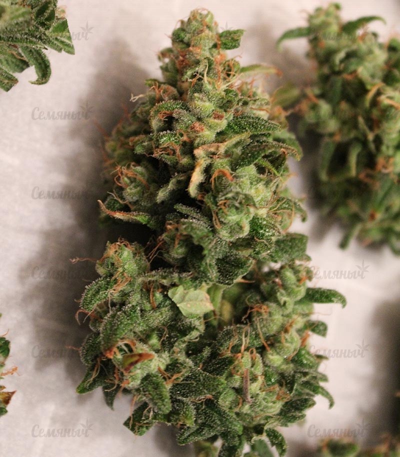 Семена сорта Eleven Roses (Delicious Seeds) — изображение 10