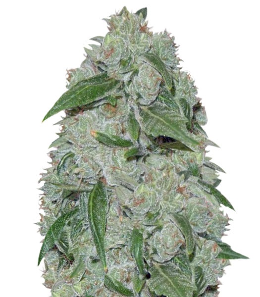Семена сорта Chronic Ryder auto (Doctor’s Choiсe)