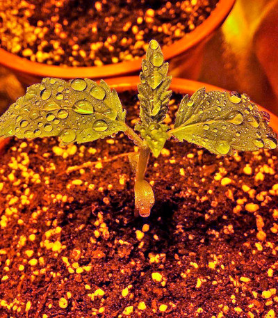 Семена сорта Jock Horror fem (Nirvana Seeds) — изображение 3