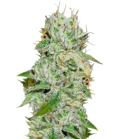 Семена сорта Original Juan Herer (Delicious Seeds)