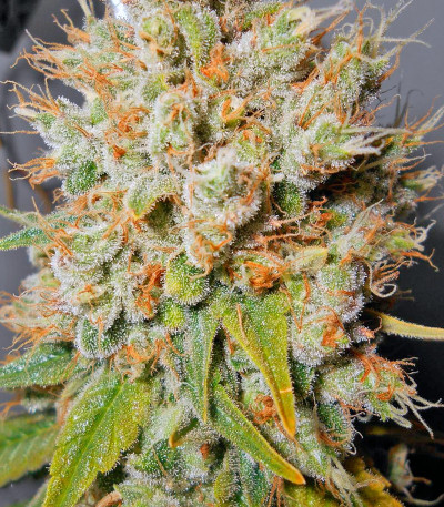 Семена сорта Super Hash fem (Pyramid Seeds) — изображение 5