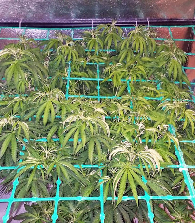Семена сорта Zkittzy Gorilla fem (Original Sensible Seeds) — изображение 2