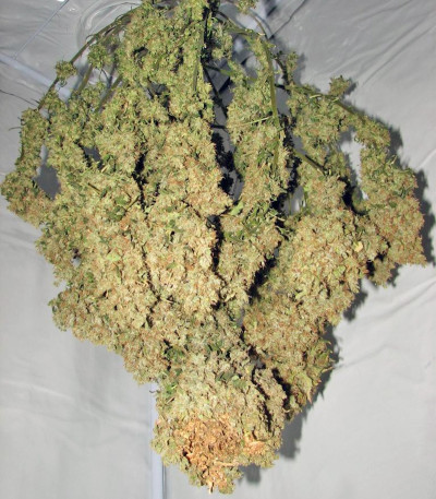 Arjan's Haze #3 fem (GHS) — изображение 5