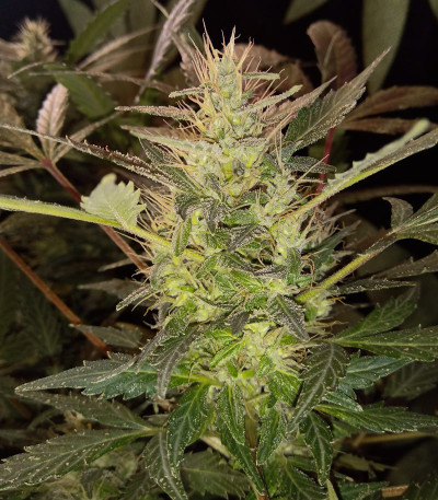 Auto Tutankhamon fem (Pyramid Seeds) — изображение 7