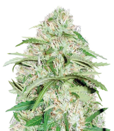 Auto Super Mazar fem (Victory Seeds)