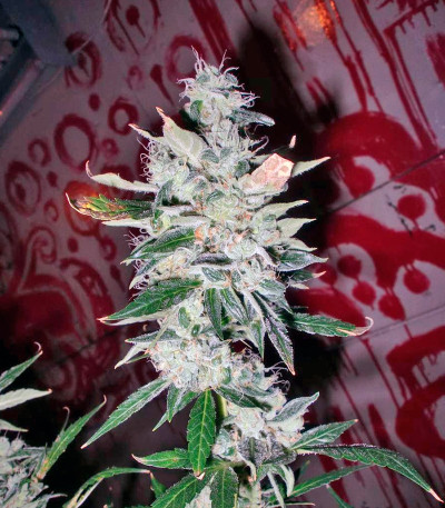 Auto Tutankhamon fem (Pyramid Seeds) — изображение 3