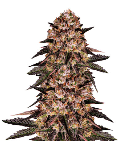 Biscotti Mintz fem (Barney's Farm)