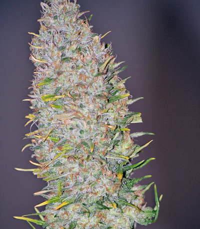 Champion fem (Heavyweight Seeds) — изображение 3