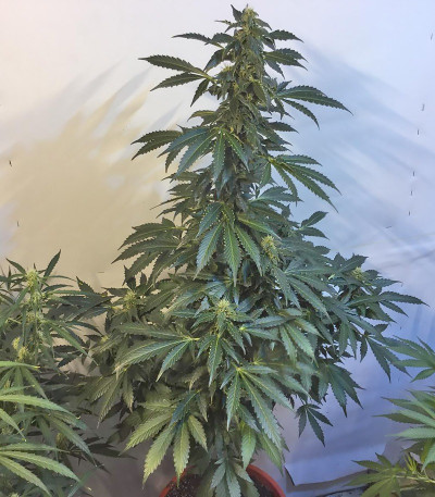 Rock Machine Auto fem (Doctor’s Choiсe) семена конопли — изображение 4