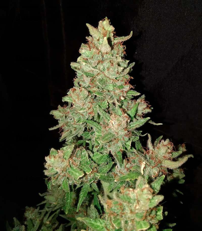 Семена сорта Neville Haze Ryder auto fem (World of Seeds) — изображение 3