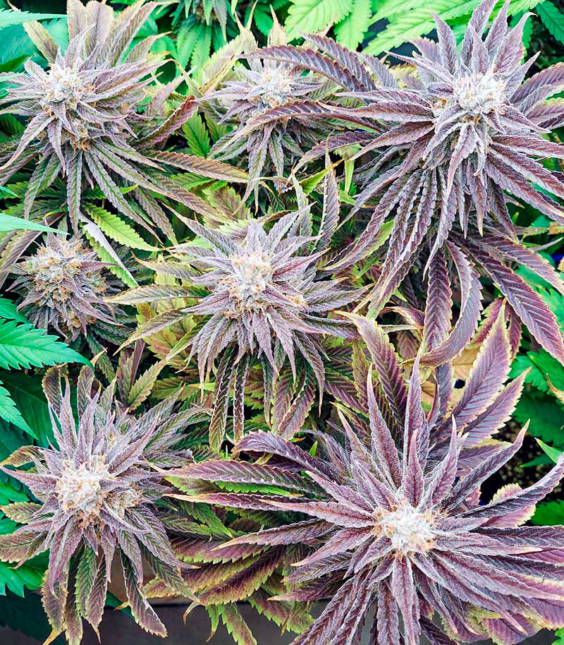 Семена сорта Gorilla Blue fem (Advanced Seeds) — изображение 3