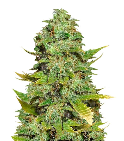 Семена сорта Mango Skunk regular (Nirvana Seeds)