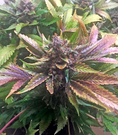 Семена сорта White Widow fem (Nirvana Seeds) — изображение 4