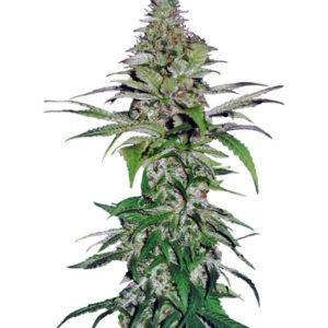 Auto Northern Lights fem (Pyramid Seeds) семена конопли