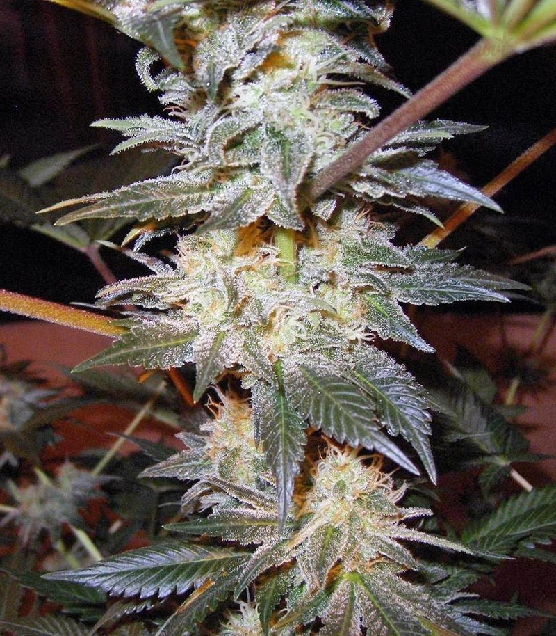 Семена сорта Jacky White fem (Paradise Seeds) — изображение 2
