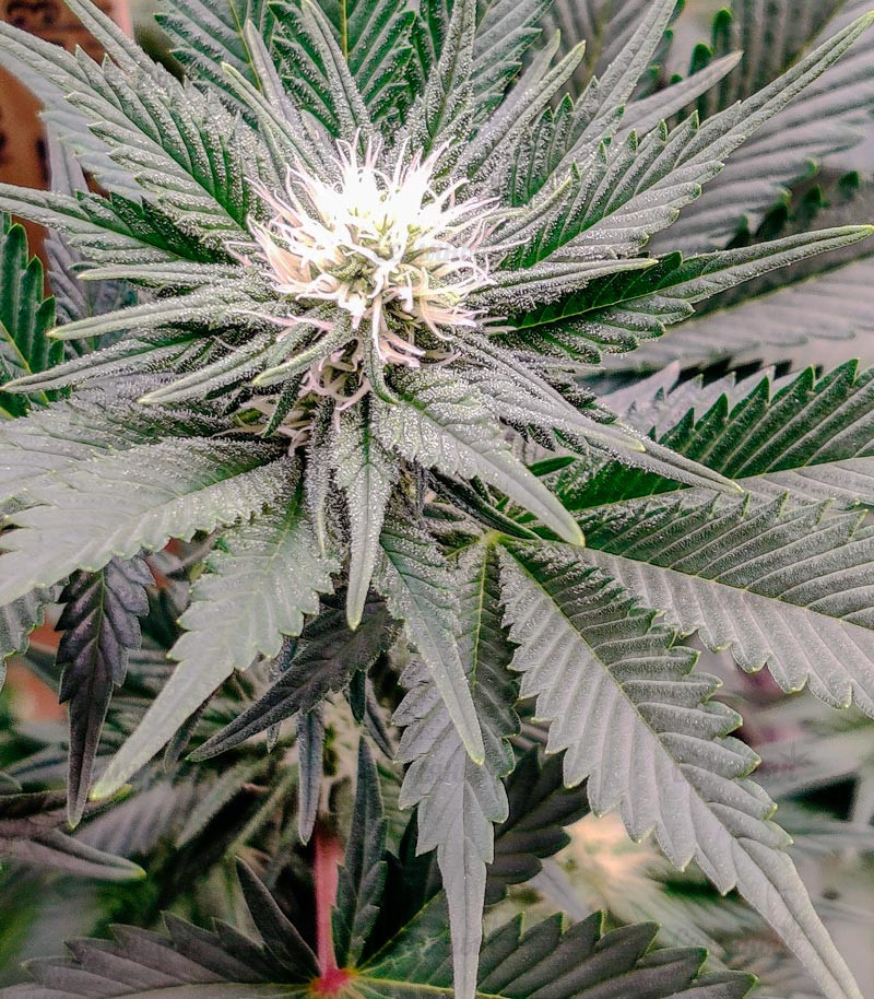 Семена сорта Monster Zkittles fem (Monster Genetics) — изображение 4