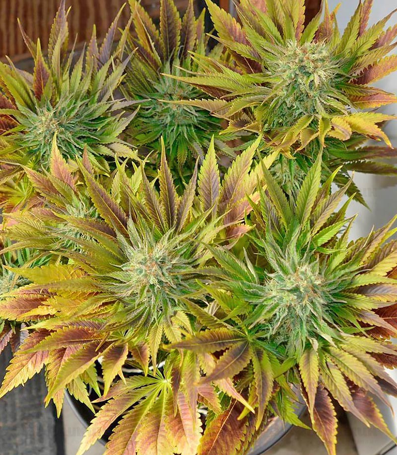 Silver Haze fem (Vision Seeds) семена конопли — изображение 5