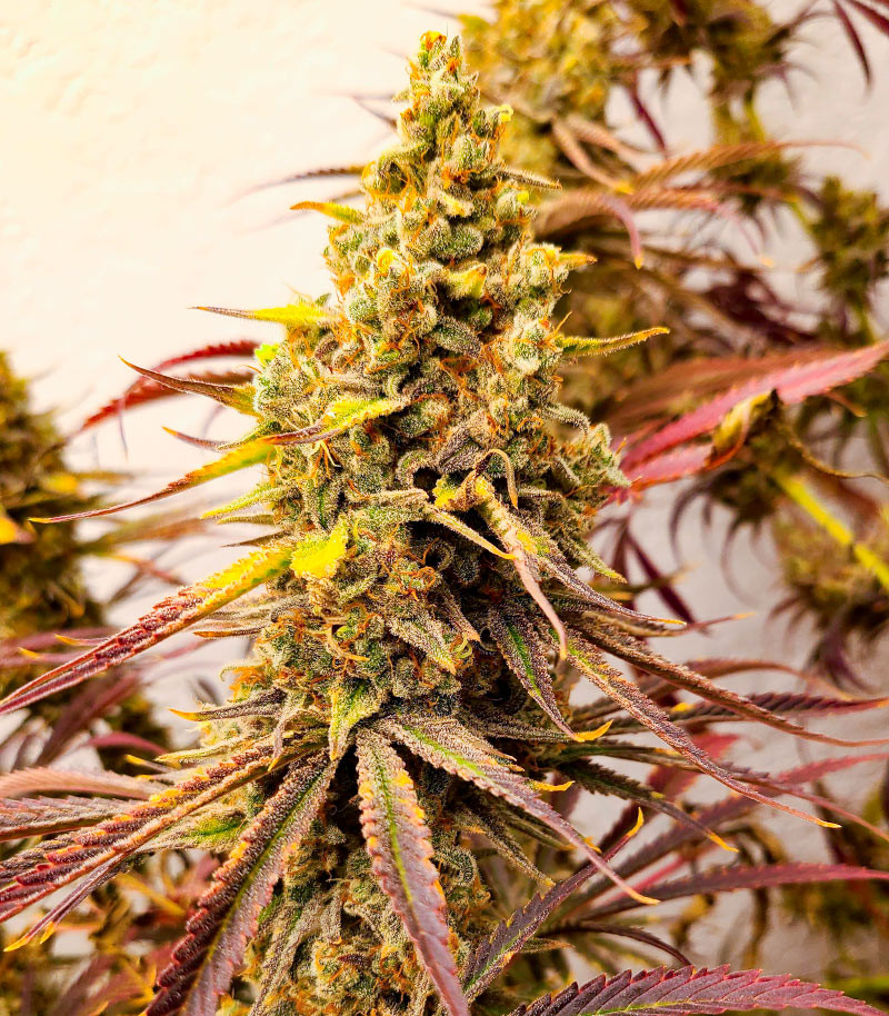 Семена сорта Black Widow fem (Amsterdam Seeds) — изображение 6