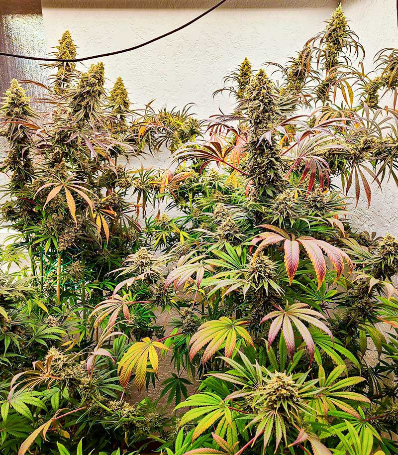 Семена сорта Black Widow fem (Amsterdam Seeds) — изображение 8