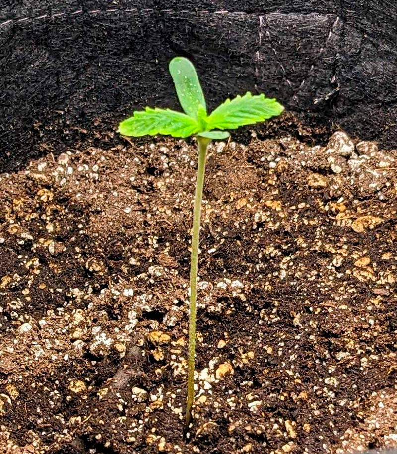 Семена сорта Haze Auto fem (Amsterdam Seeds) — изображение 4