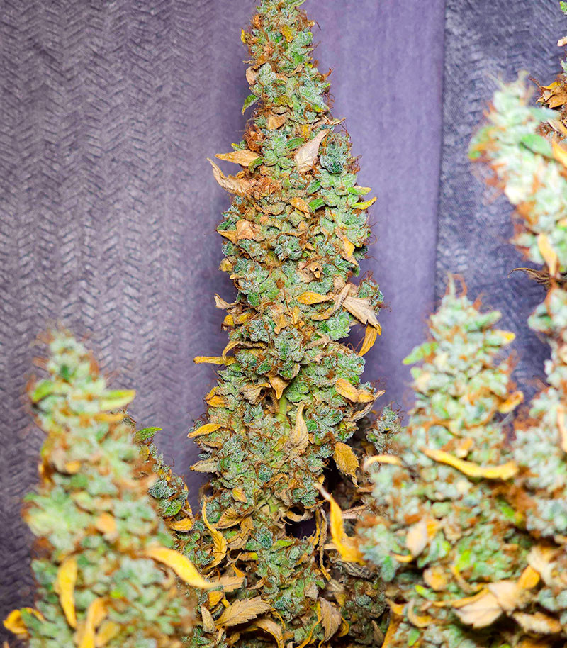 Семена сорта Haze Auto fem (Amsterdam Seeds) — изображение 6