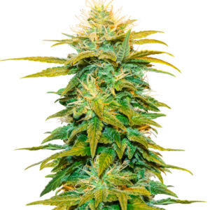 Семена сорта White Widow fem (Amsterdam Seeds)