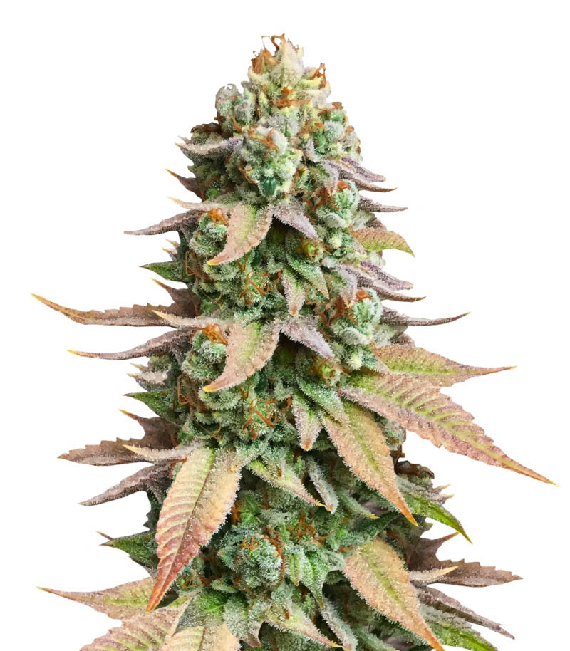 #9 Pound Hammer Fast fem (High Speed Buds) семена конопли