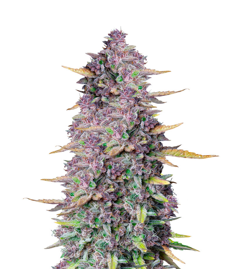 Purple Punch Auto fem (FastBuds) семена конопли