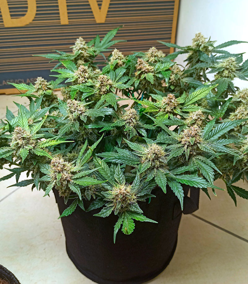 Purple Punch Auto fem (FastBuds) семена конопли — изображение 5