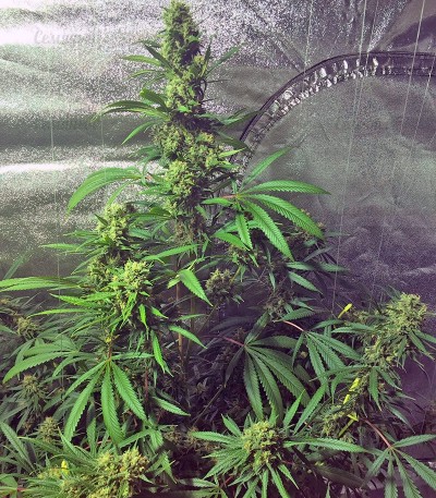 Семена сорта Cookies Kush (Barney's Farm) — изображение 2