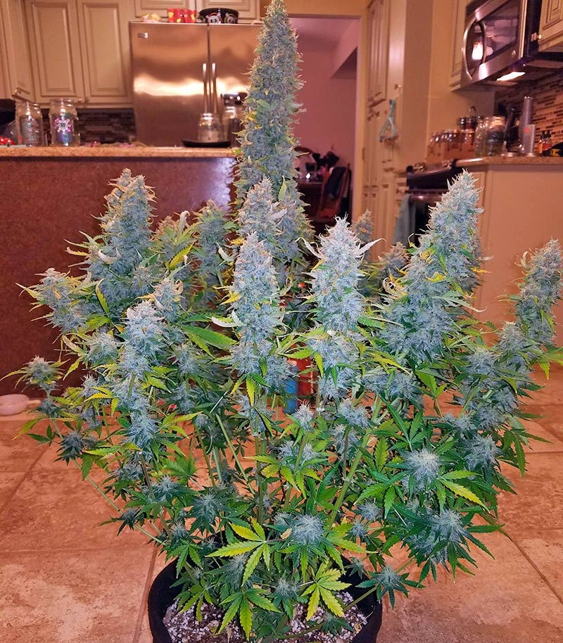 Семена сорта Gorilla Glue Auto (FastBuds) — изображение 5