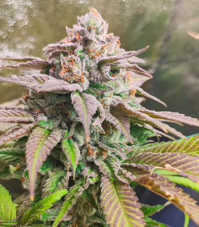 Watermelon Zkittlez fem (Barney's Farm) семена конопли — изображение 4