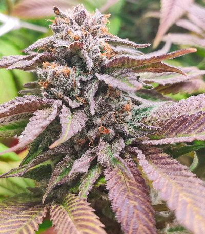 Watermelon Zkittlez fem (Barney's Farm) семена конопли — изображение 5