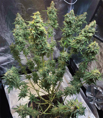 Gorilla Zkittlez fem (Barney's Farm) семена конопли — изображение 4