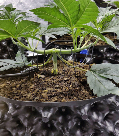 Gorilla Zkittlez fem (Barney's Farm) семена конопли — изображение 3