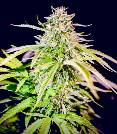 Ice Cream Cake fem (Barney's Farm) семена конопли — изображение 7