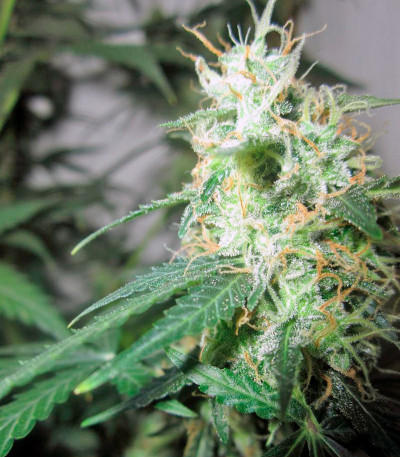 Jack Herer Auto fem (GHS) семена конопли — изображение 3