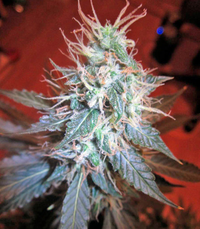 Jack Herer Auto fem (GHS) семена конопли — изображение 4
