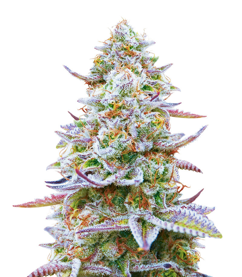 Gorilla Zkittlez fem (Barney's Farm) семена конопли
