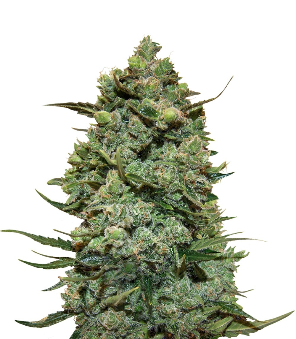 Семена сорта Cookies Kush (Barney's Farm)